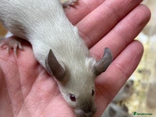 Mouse rodents Male and Female Fancy Mice - Advert 13