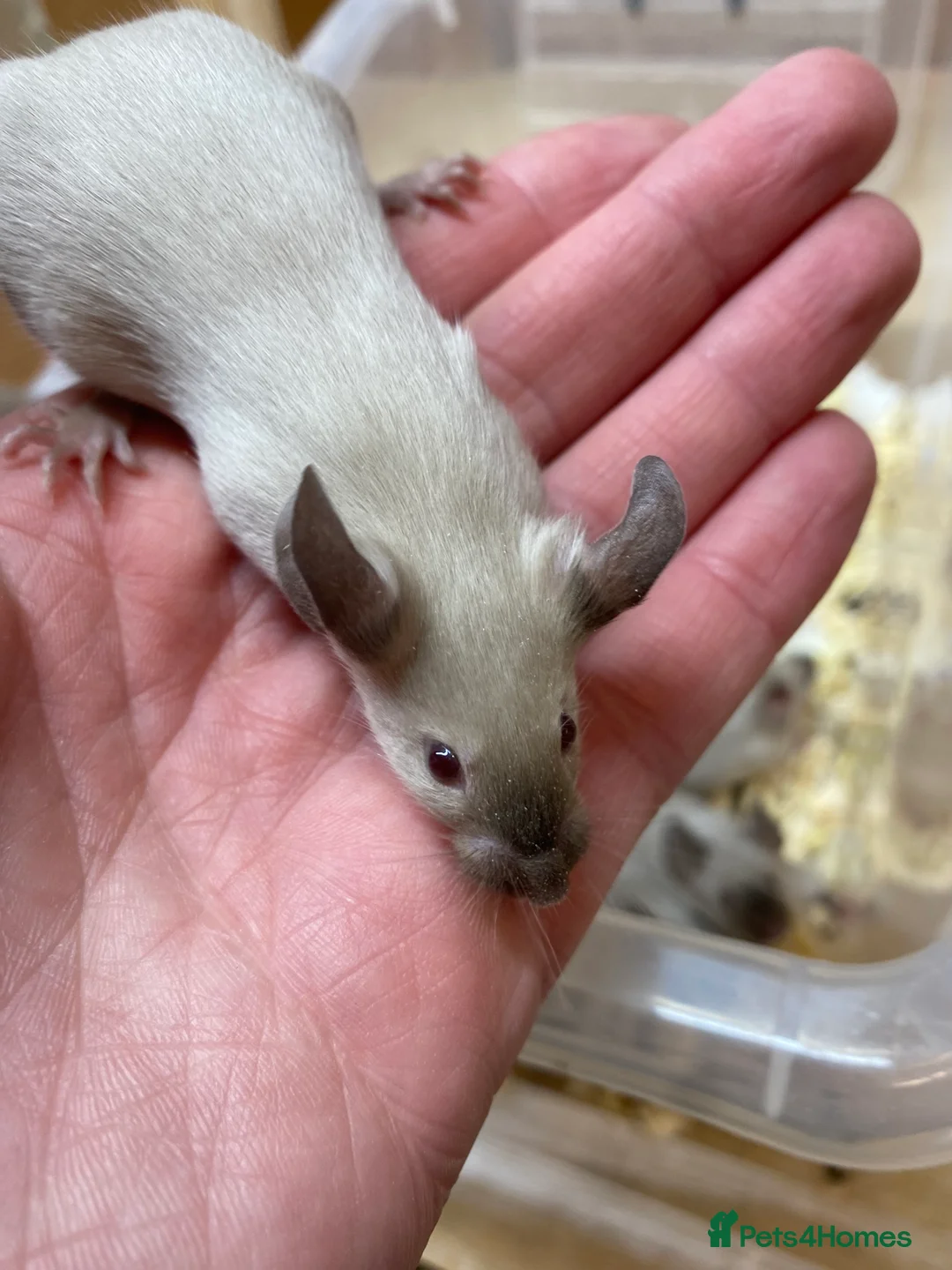 Mouse rodents for sale: Male and Female Fancy Mice - Advert 2