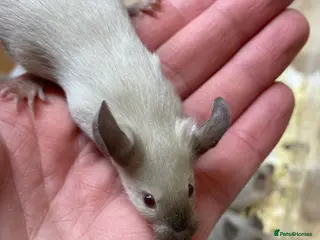 Mouse rodents Male and Female Fancy Mice - Advert 13