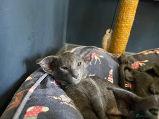 Siamese cats Lovely Siamese🥰 one blue and seal point left🩵❤️ - Advert 8