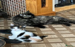 British Shorthair cats for sale: Beautiful kitten  - Image 3