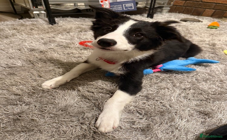 Border Collie dogs - Advert 7