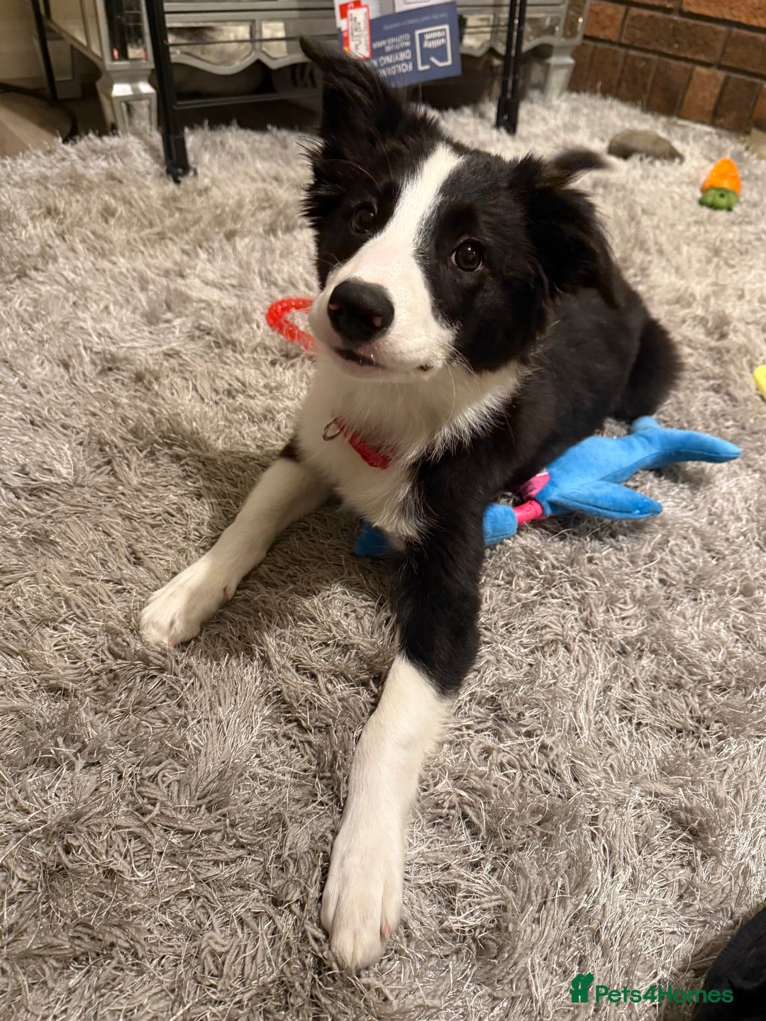 Border Collie dogs for sale: Beautiful border collie female  - Image 1