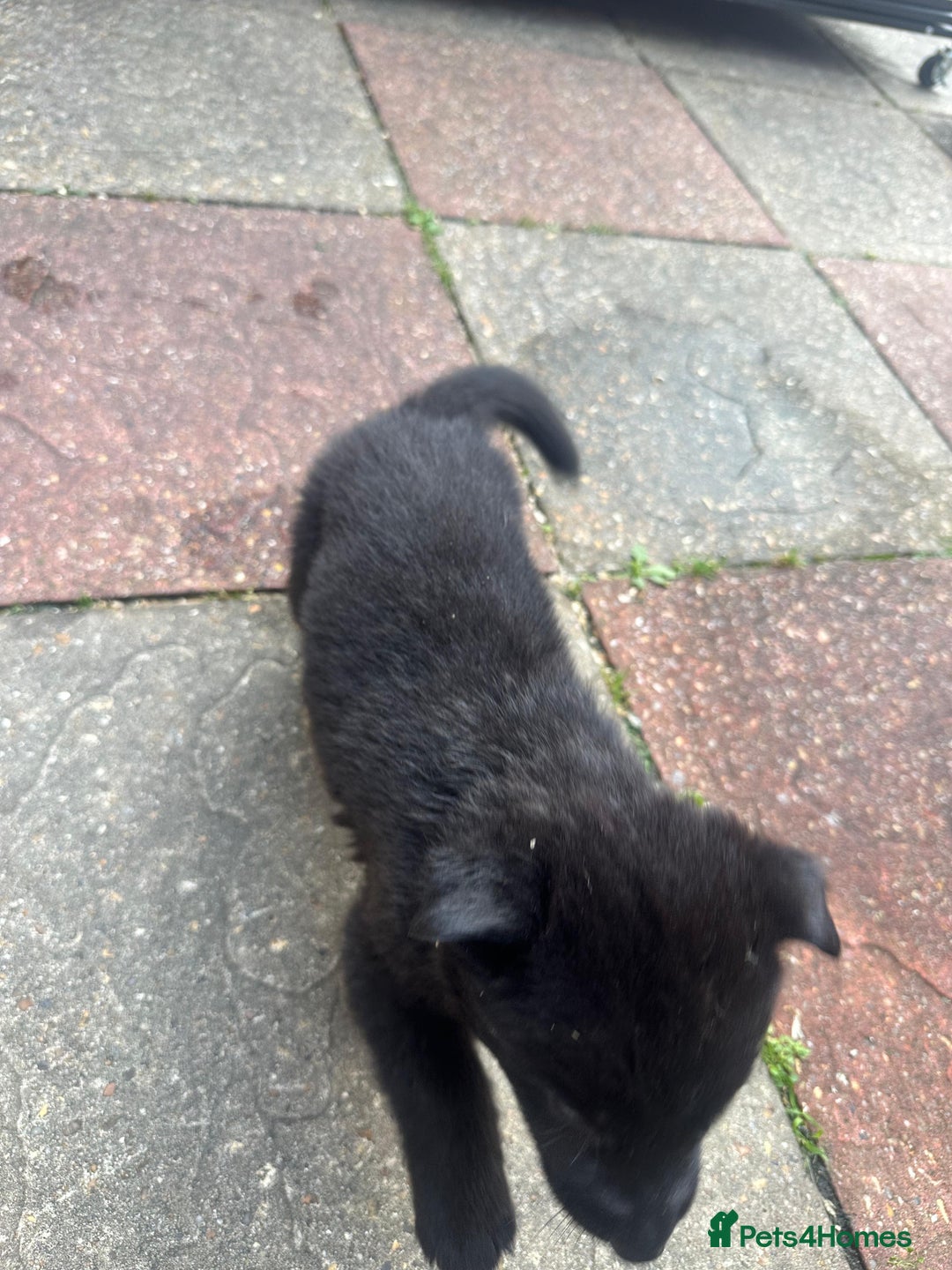 German Shepherd dogs for sale: Puppies looking for new home - Image 3