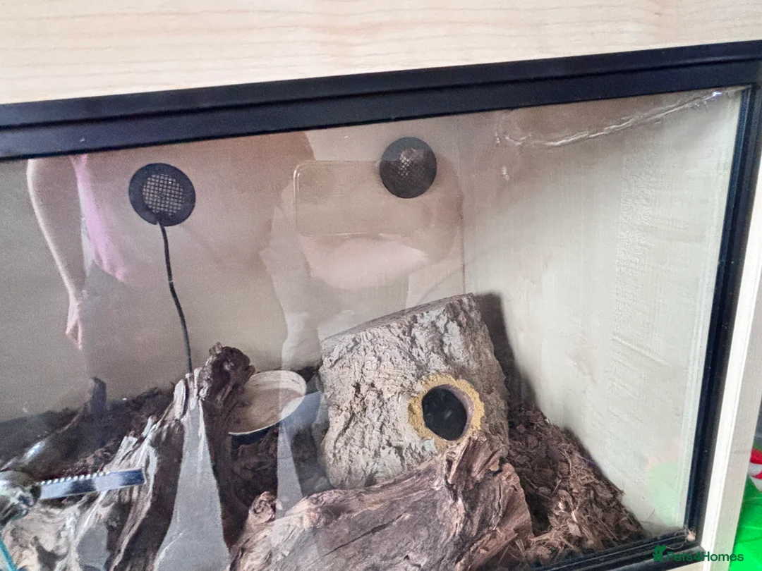 Corn Snake reptiles for sale: Corn snake & vivarium - 3 years old  - Advert 5