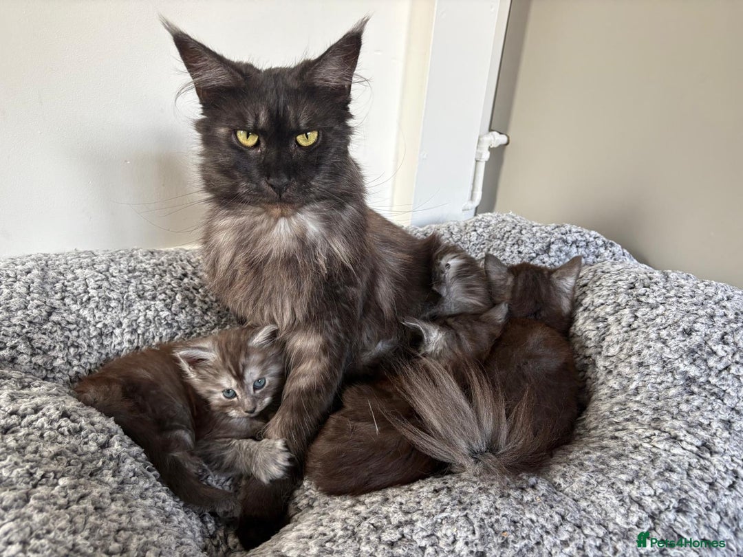 Maine Coon cats for sale: 🖤 Gorgeous 3-Month-Old Maine Coon Girl 🖤 - Image 1
