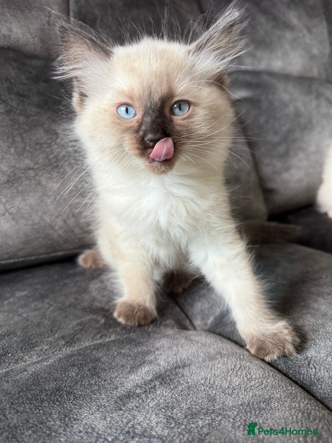 Ragdoll cats for sale: Ragdoll kittens for sale  - Image 28