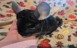 Chinchilla rodents for sale: Black pearl Carriers - Image 27