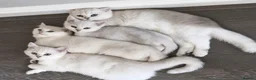Mixed Breed cats for sale: Beautiful Chinchilla kittens - Advert 2
