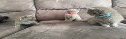 British Shorthair cats for sale: British short hair kittens  - Advert 12
