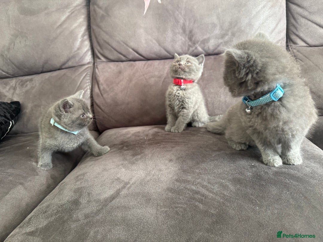 British Shorthair cats for sale: British short hair kittens  - Advert 12