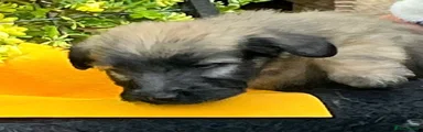 Skye Terrier Puppy 3