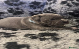 Staffordshire Bull Terrier dogs for sale: Full pedigree blue staffy pups - Image 3