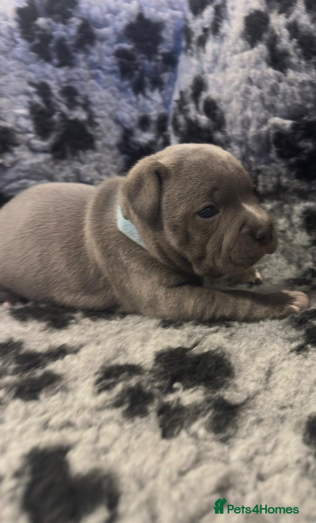 Staffordshire Bull Terrier dogs for sale: Full pedigree blue staffy pups - Image 3