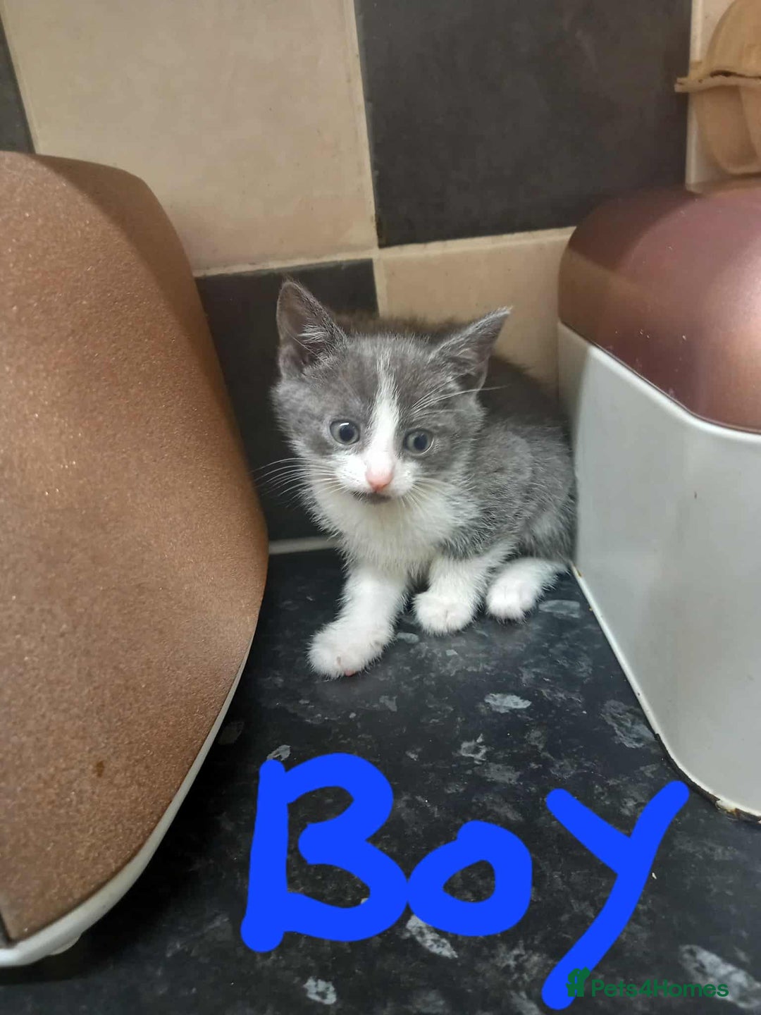 Mixed Breed cats for sale: Kittens - Image 2