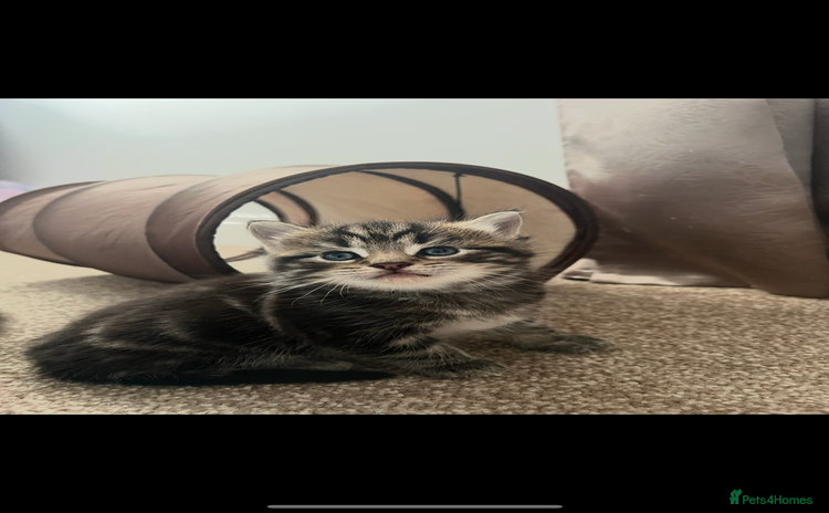 Mixed Breed cats Adorable Kittens Looking for Their Forever Homes - Advert 1