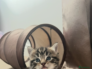 Mixed Breed cats Adorable Kittens Looking for Their Forever Homes - Advert 1