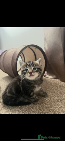 Mixed Breed cats Adorable Kittens Looking for Their Forever Homes - Advert 1