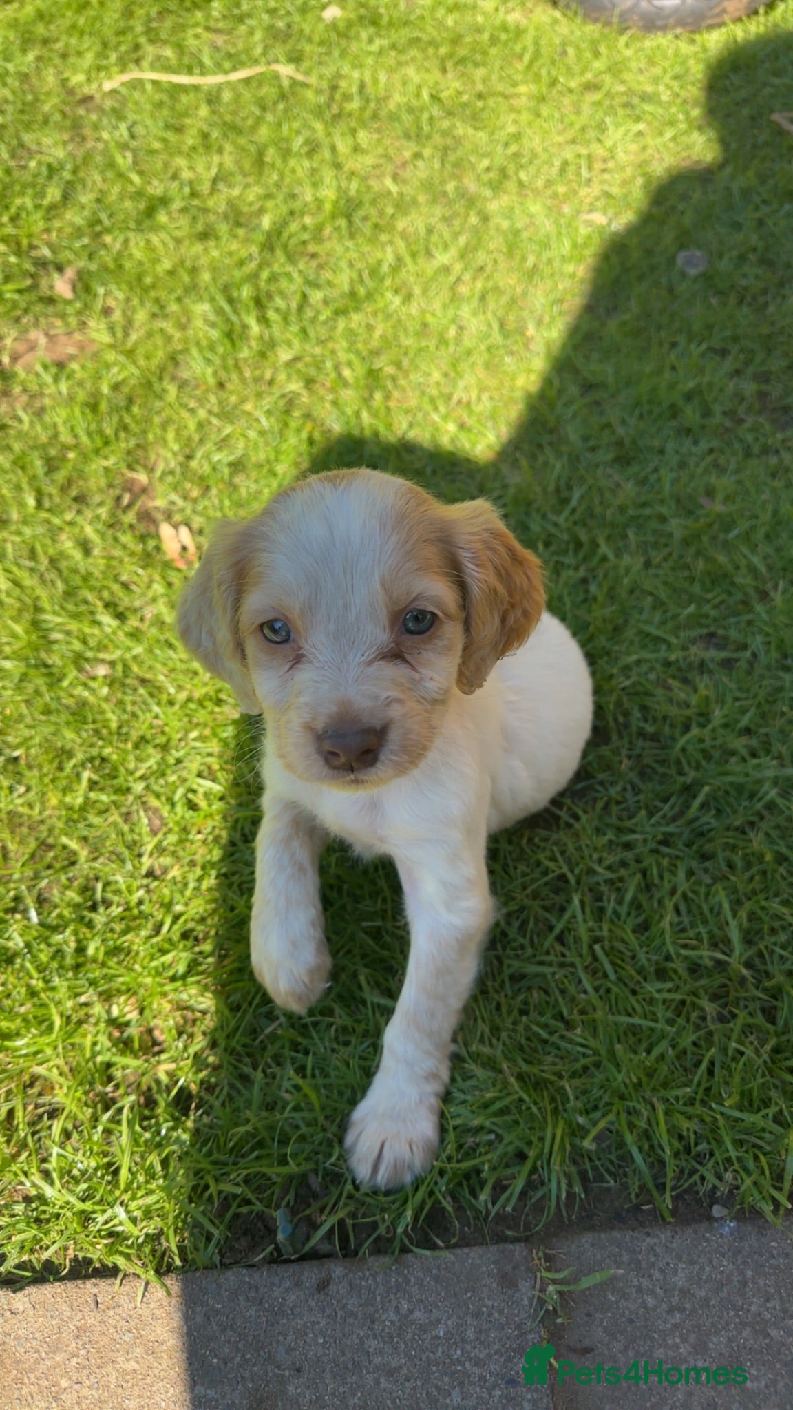 Cocker Spaniel dogs Working Cocker Spaniel Puppy - Advert 2