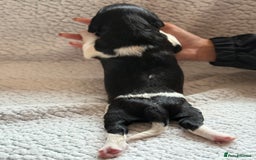 English Springer Spaniel dogs for sale: Heavily Marked Litter, KC, Health Checked Parents. - Image 14