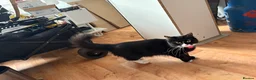 Mixed Breed cats for sale: Black and white female.  in Fakenham - Advert 1