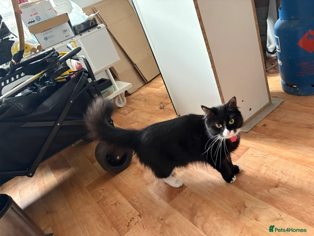 Mixed Breed cats for sale: Black and white female.  in Fakenham - Advert 1