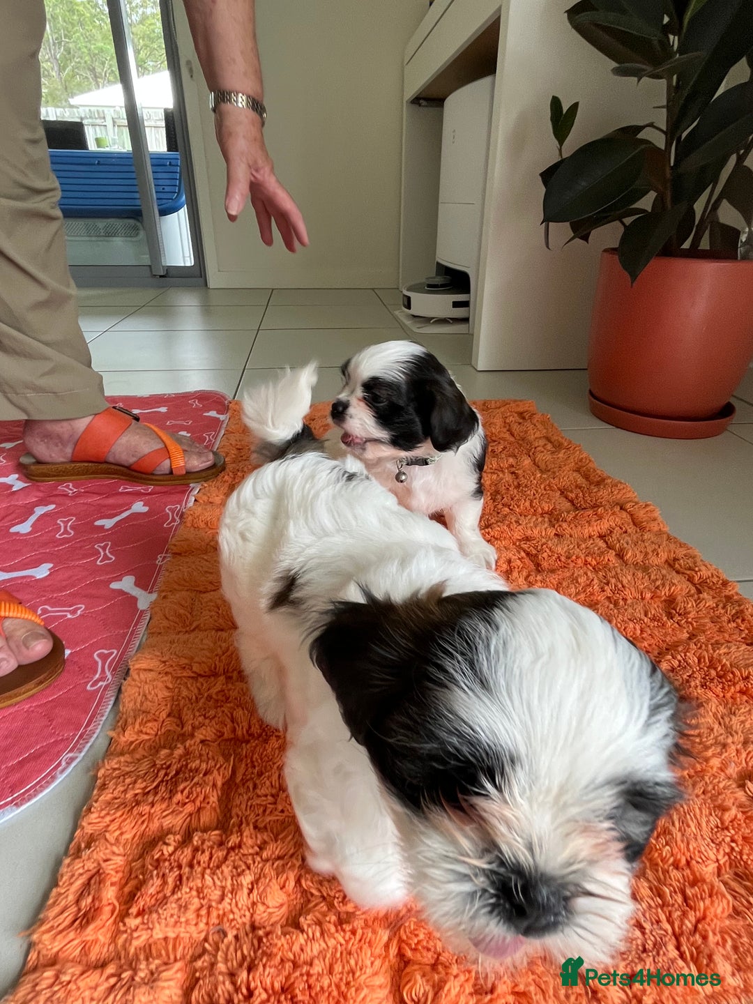 Shih Tzu dogs for sale: Shih Tzu need an amazing family - Image 3