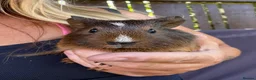 Guinea Pig rodents for sale: Mixed age guinea pigs  - Advert 5