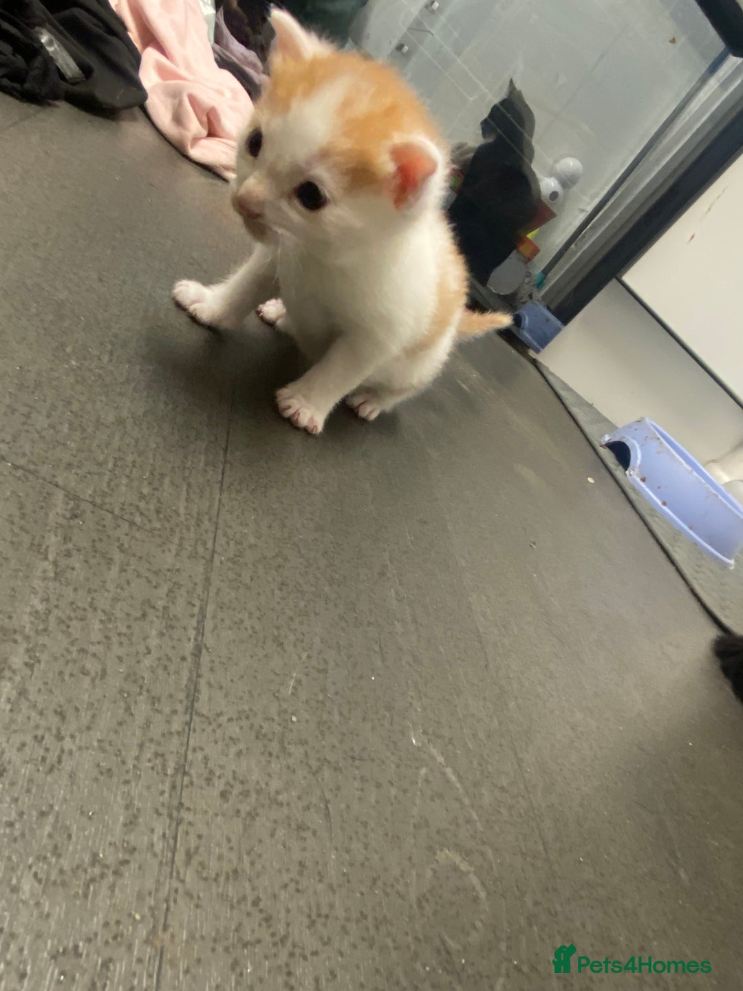 American Shorthair cats for sale: Kittens  - Image 6