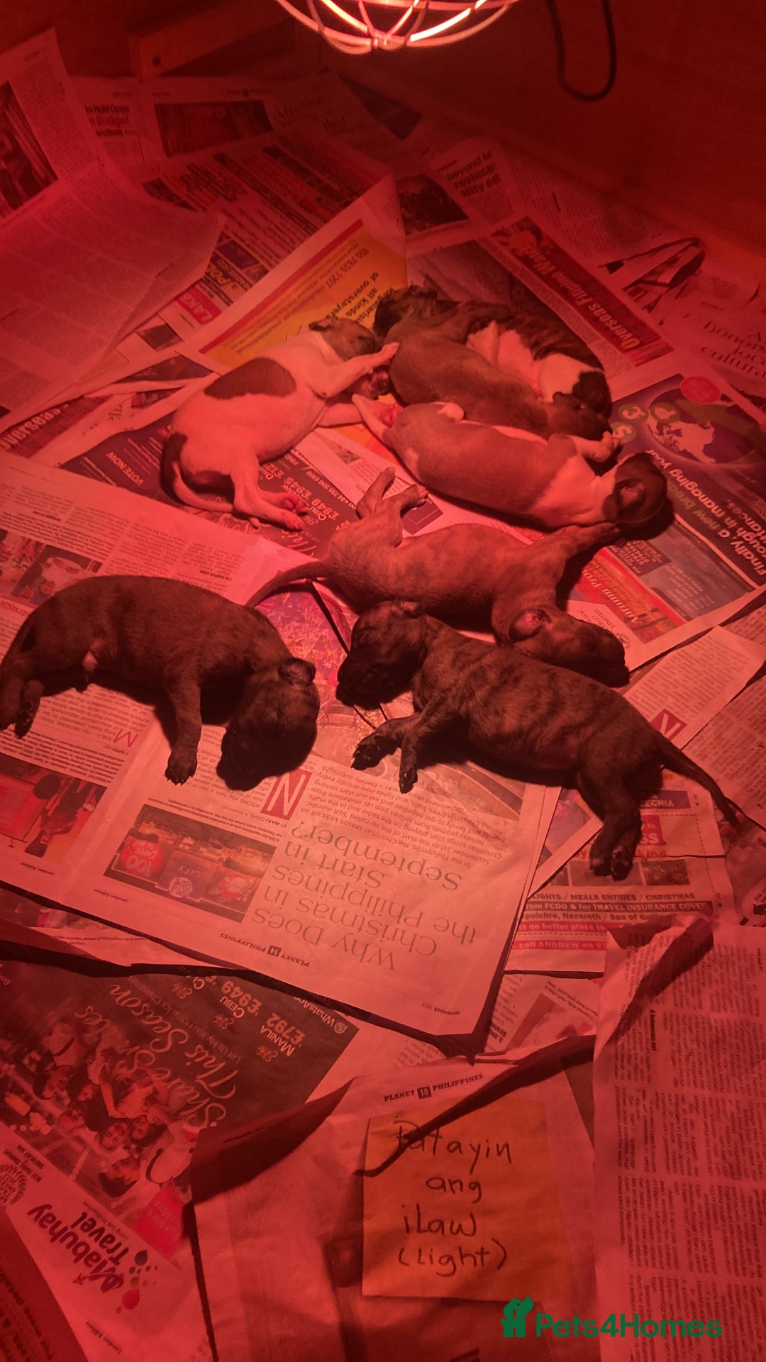 Whippet dogs for sale: Whippet pups  - Image 39