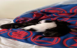 British Shorthair cats for sale: Kittens for sale - Image 8