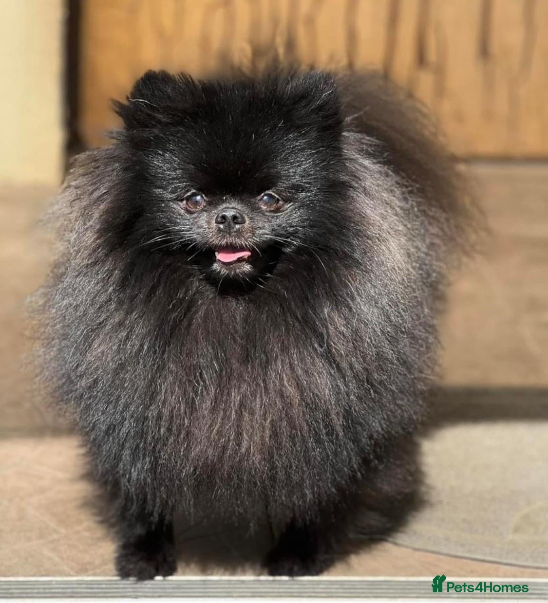 Pomeranian dogs for sale:  Rare colour Russian line Teddy Bear Pom Puppies ✨ - Advert 34