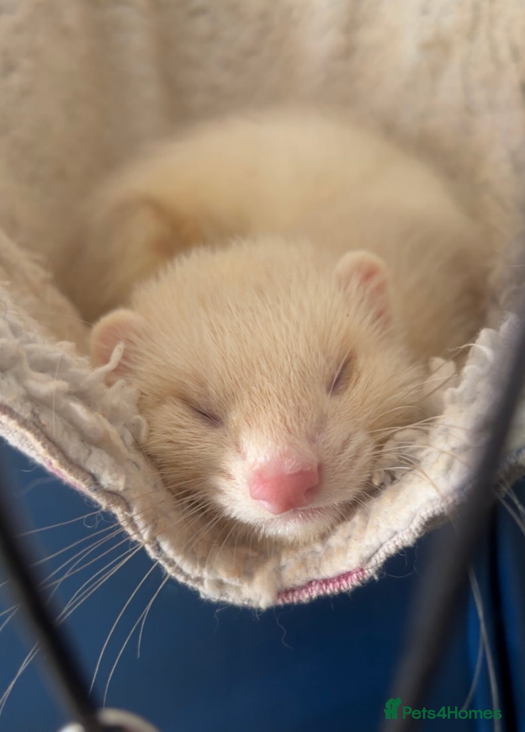 Ferret rodents for sale: 2x female ferrets  - Image 2