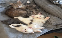Mixed Breed cats for sale: Stunning Kittens  - Image 13
