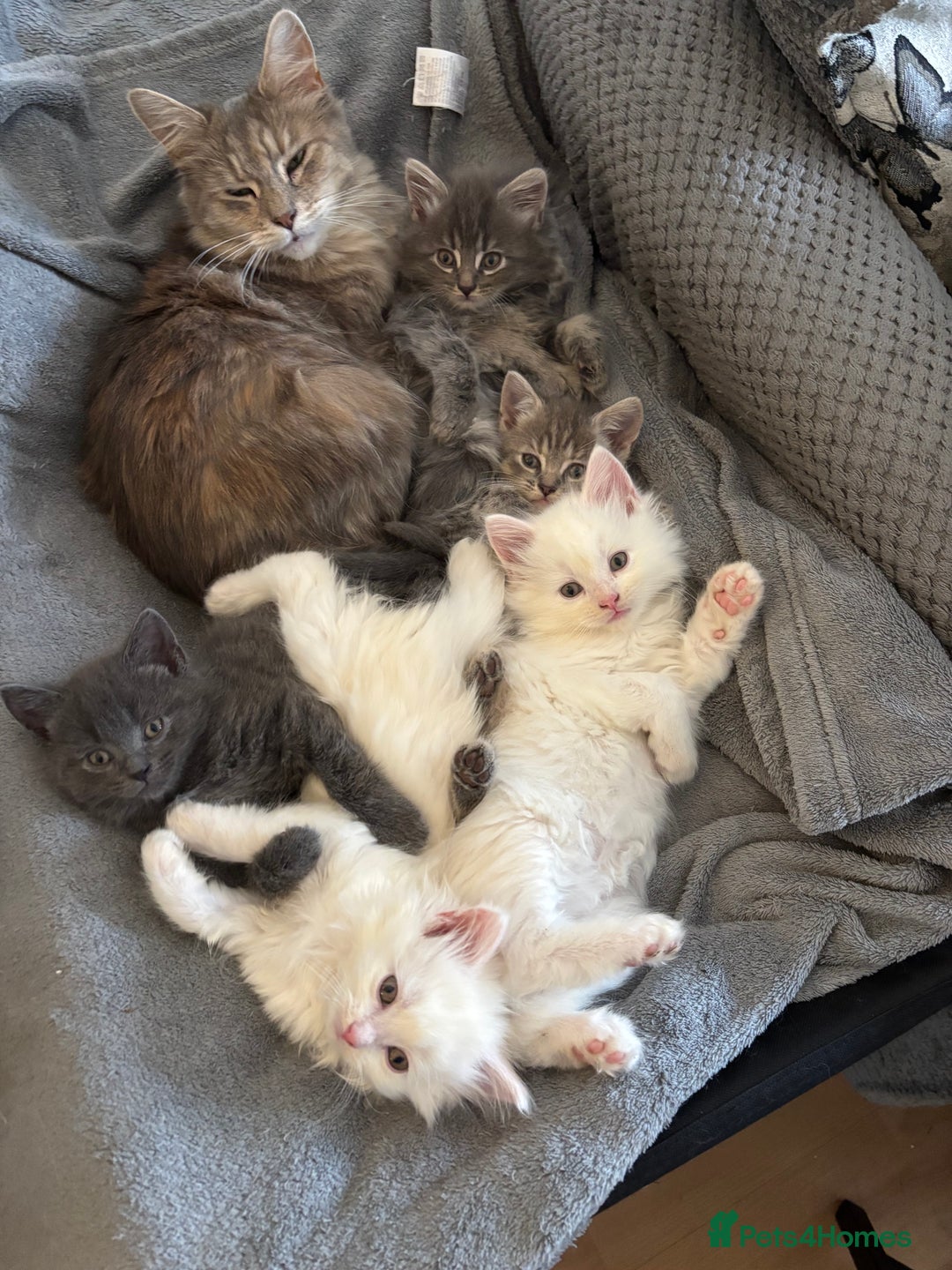 Mixed Breed cats for sale: Stunning Kittens  - Image 13