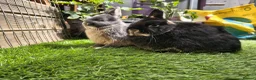 Netherland Dwarf rabbits for sale: 3 Netherlands dwarfs  - Advert 5
