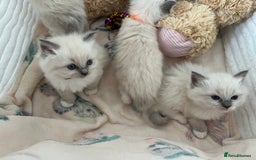 Ragdoll cats for sale: Seal Mitted Ragdoll babies, 4 girls 1 boy - Image 15