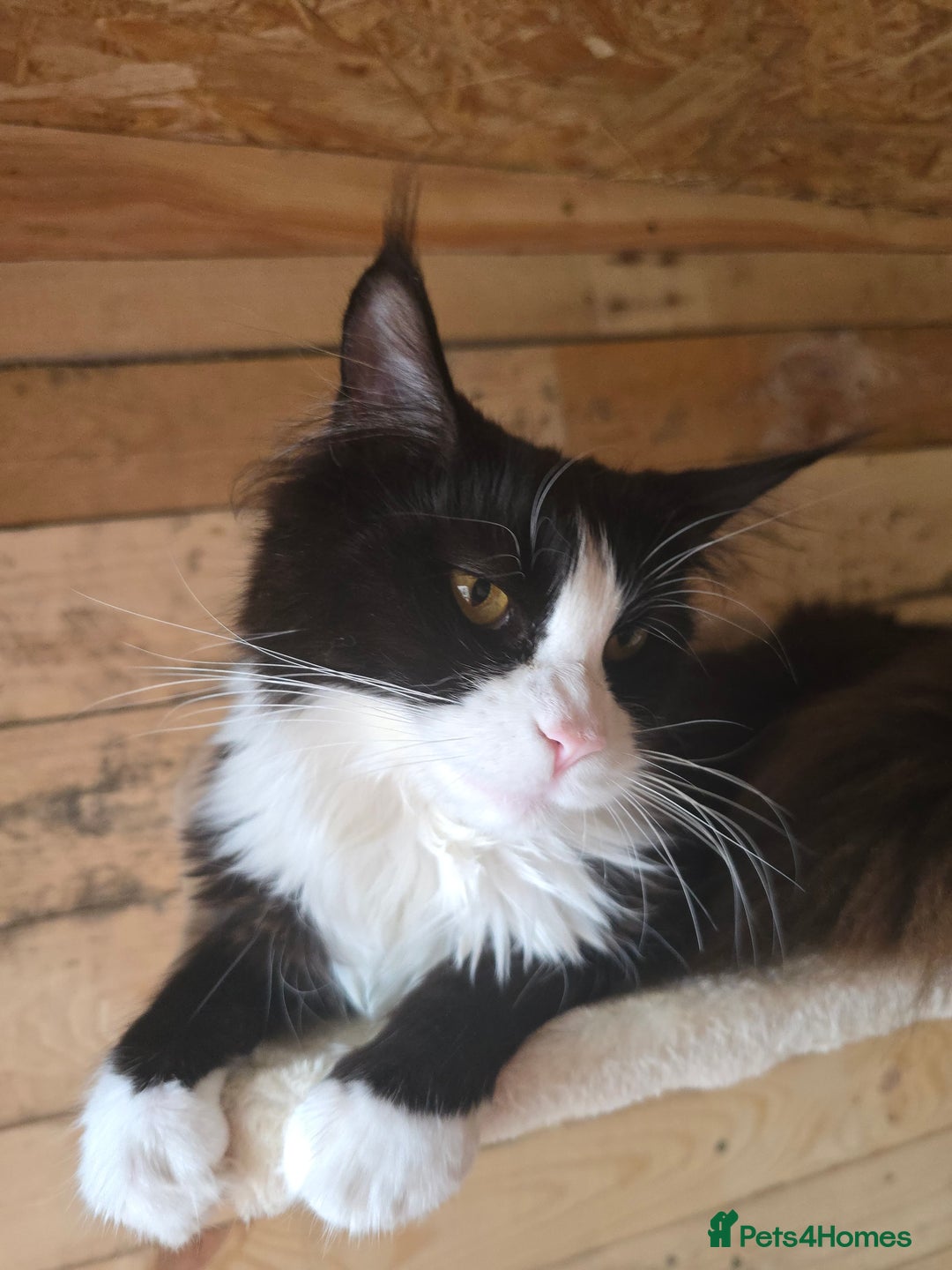 Maine Coon cats for sale: Stunning Active Adult Female Black Bicolor - Advert 16