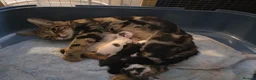 Mixed Breed cats for sale: Bengal cross kittens  - Advert 6