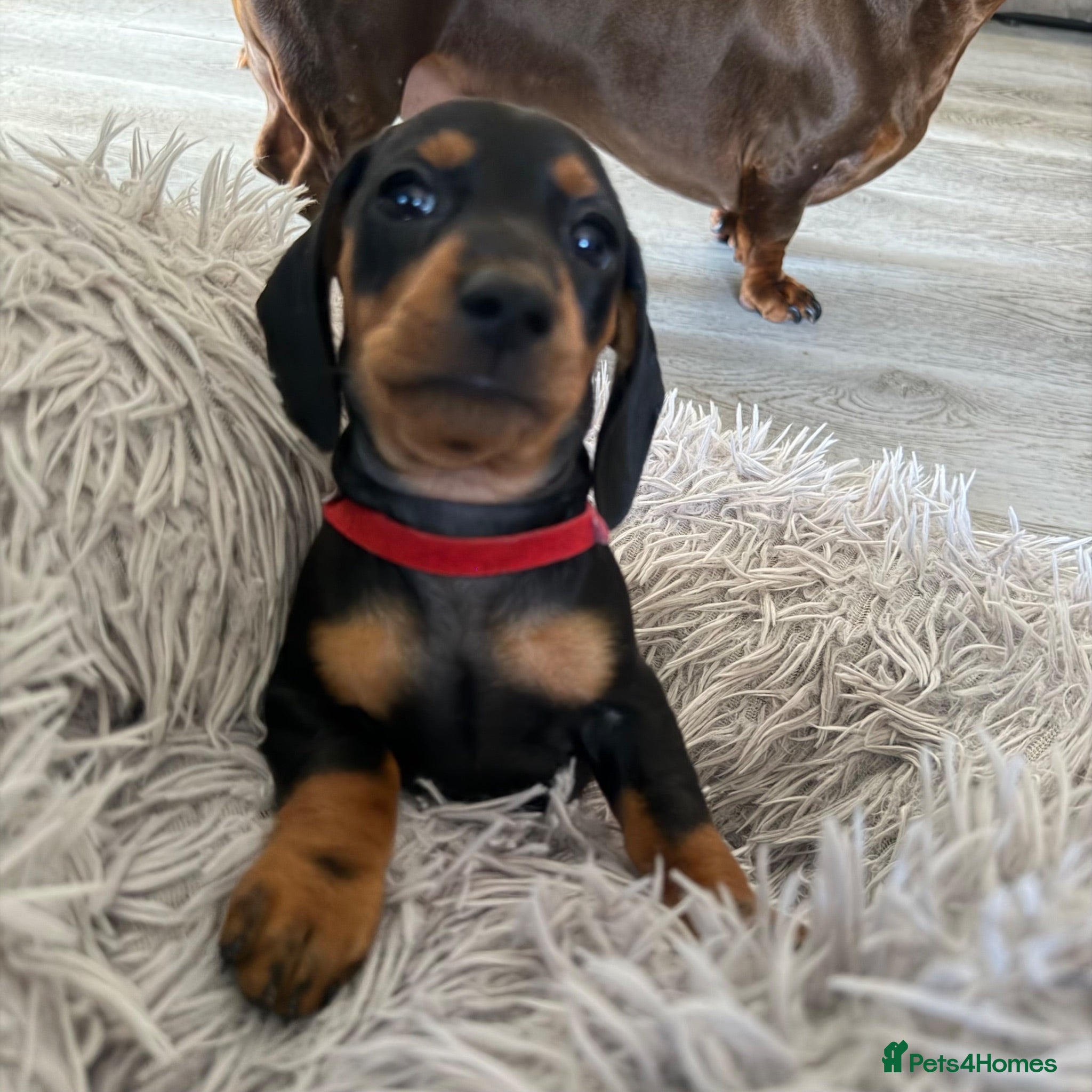 Miniature Dachshund dogs 6x miniature dachshund puppies - Advert 2
