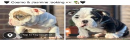 English Bulldog dogs for sale: 🌟Ready Now!🌟 - Advert 25
