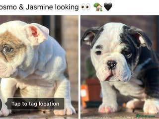 English Bulldog dogs 🌟 health tested parents 🌟 Ready Now!🌟 - Advert 2