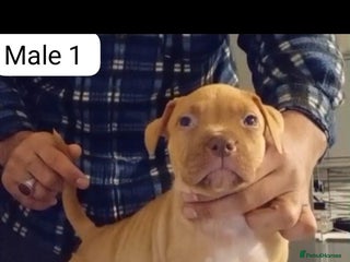 Mastiff dogs Mastiff - Advert 2