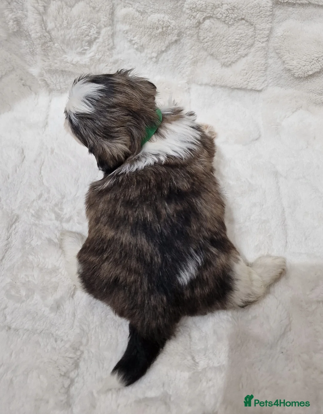 Shih Tzu dogs for sale: Pure breed Shih Tzu puppy - Advert 4