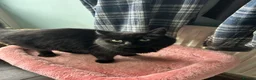 Mixed Breed cats for sale: Three friendly kittens  - Advert 2