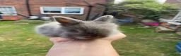 Angora rabbits for sale: Baby Angora x Lionheads Looking for new homes. - Advert 7