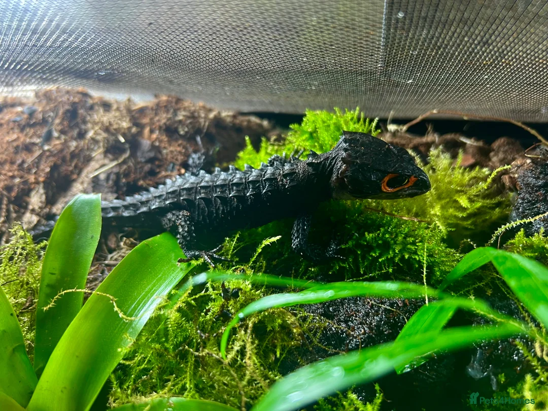 Skink reptiles for sale: Breeding pair of red eye crocodile skinks - Advert 2