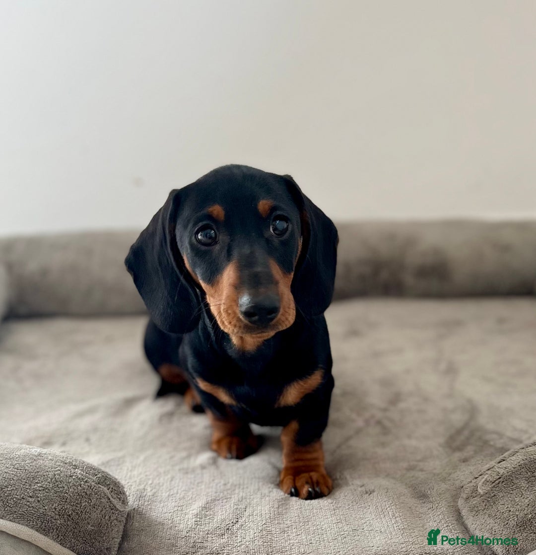 Dachshund dogs for sale: Miniature Male Dachshund puppy  - Image 2