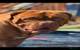 Dogue De Bordeaux dogs for stud: *** Ready to stud *** - Image 9