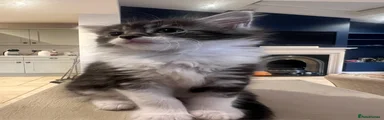 Ragcoon 2